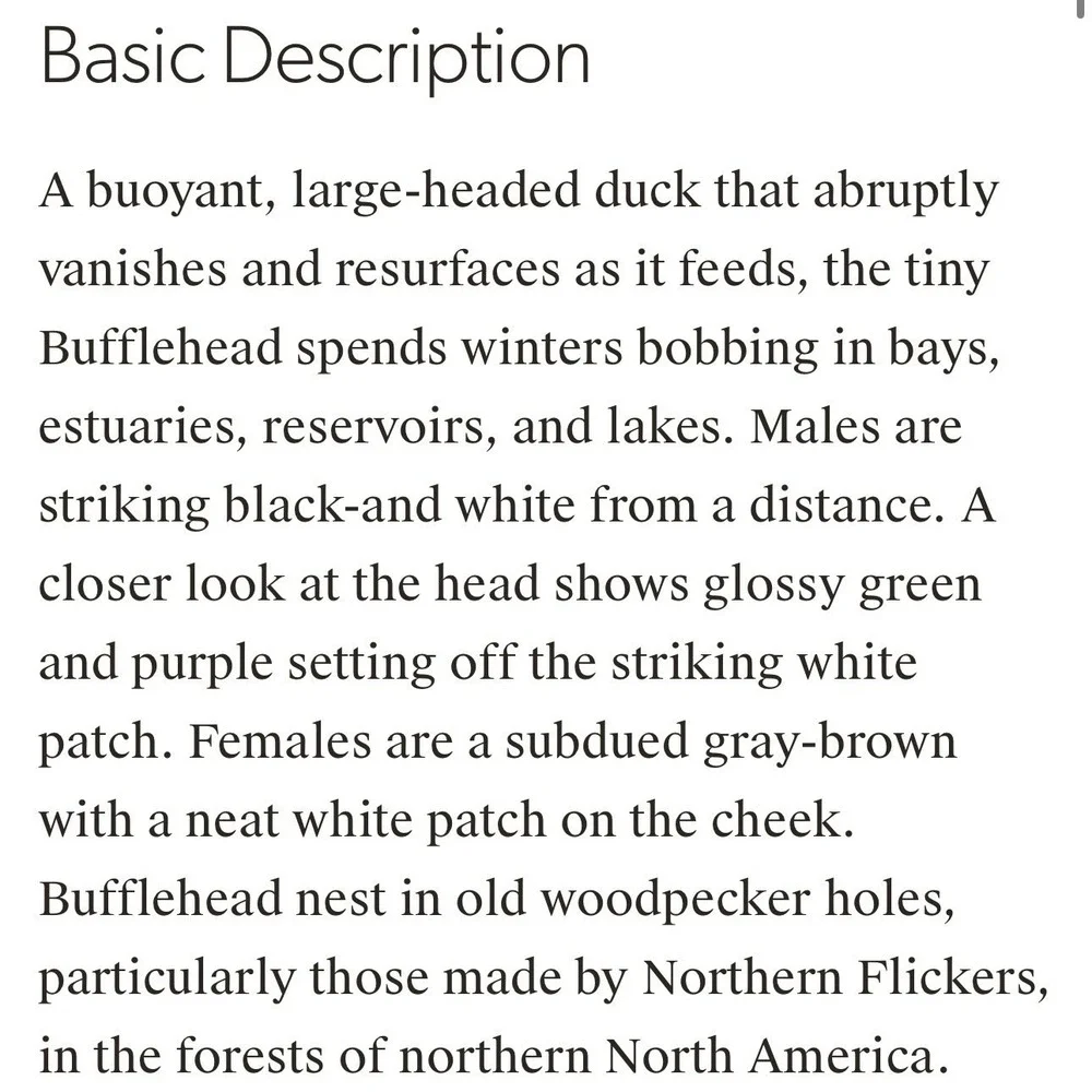 1988‎ Bufflehead Drake Hand Painted Duck Signed By G. Beasley